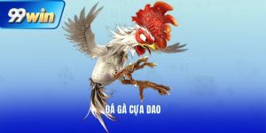 đá gà cựa dao