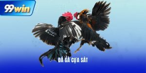 đá gà cựa sắt