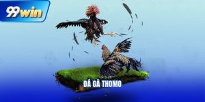 đá gà thomo